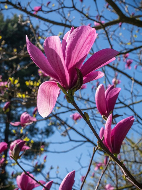 白玉兰树 开花 花 - 上的免费照片