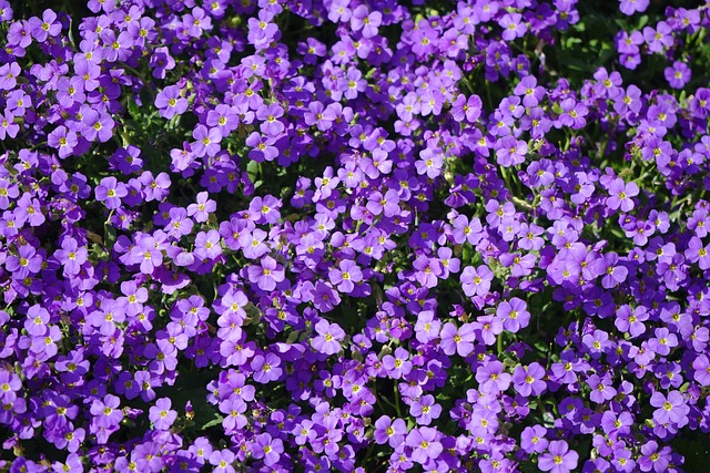 蓝色枕头 花 开花 - 上的免费照片