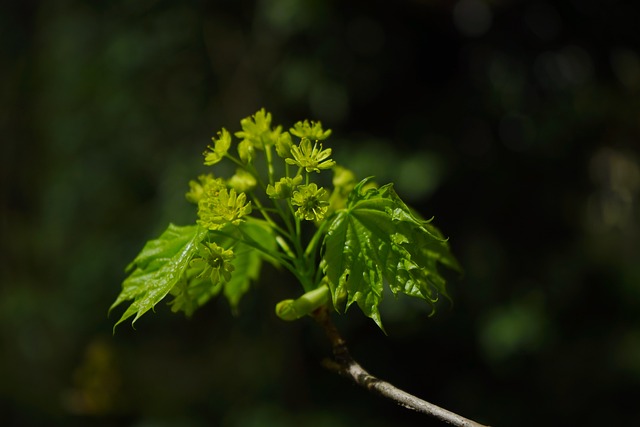 芽 枫树枝 分支 - 上的免费照片