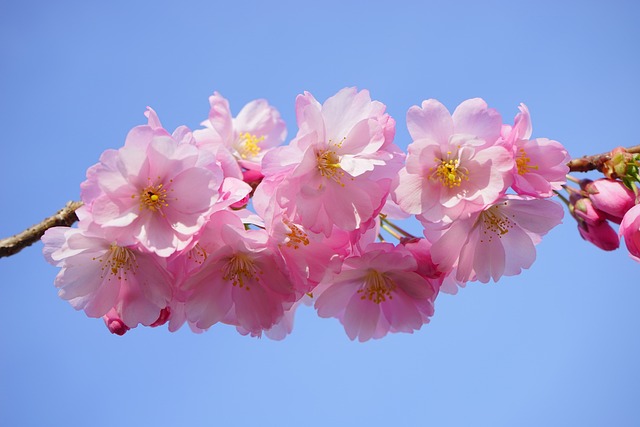 日本樱桃 开花 日本樱花 - 上的免费照片