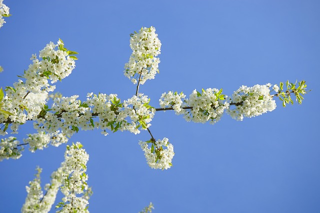 樱花 开花 白色的 - 上的免费照片