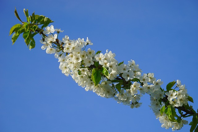 樱花 开花 白色的 - 上的免费照片