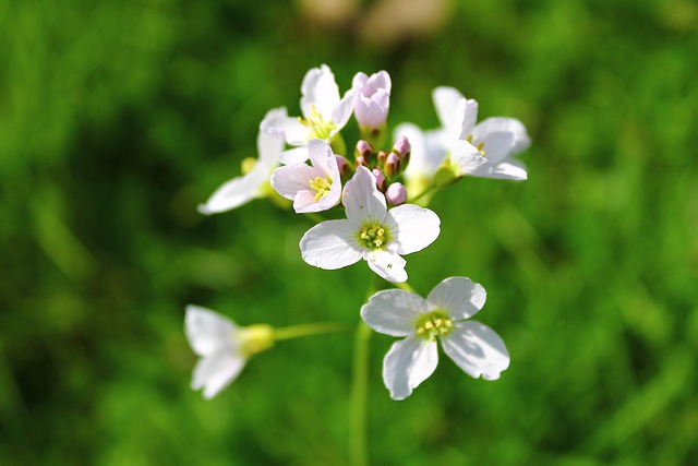 田野花 白色的花 花 - 上的免费照片