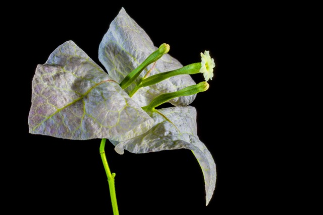 九重葛 开花 花 - 上的免费照片