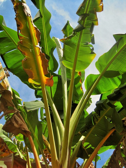 香蕉树 树 香蕉 - 上的免费照片