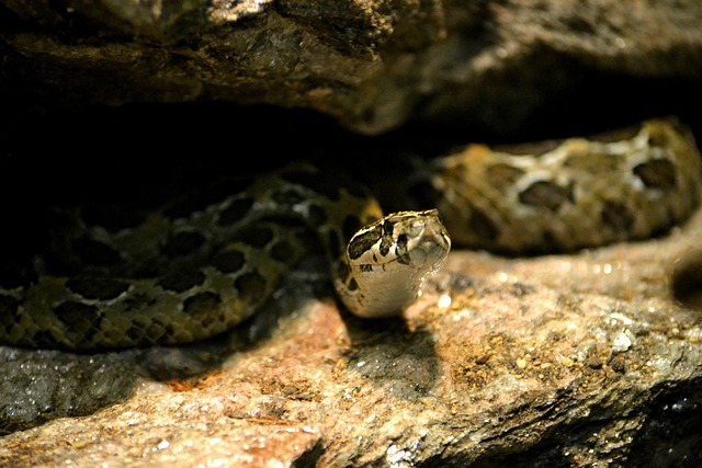 蛇 爬虫 动物园 - 上的免费照片
