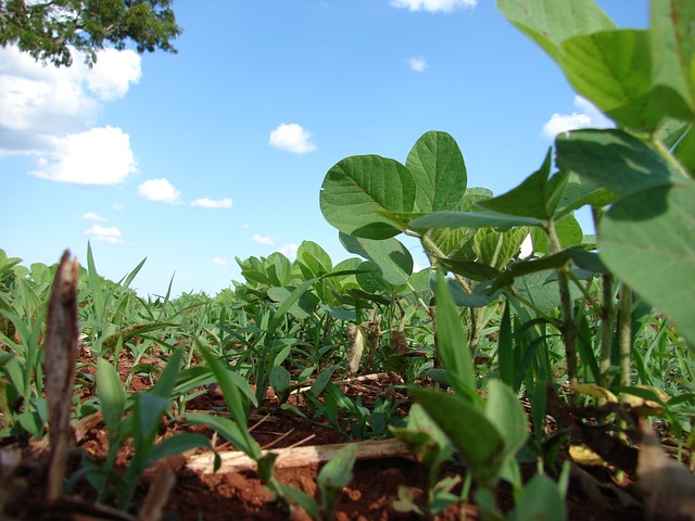 人工林 大豆 种植 - 上的免费照片