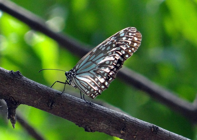 蓝虎 蝴蝶 Tirumala Limniace - 上的免费照片