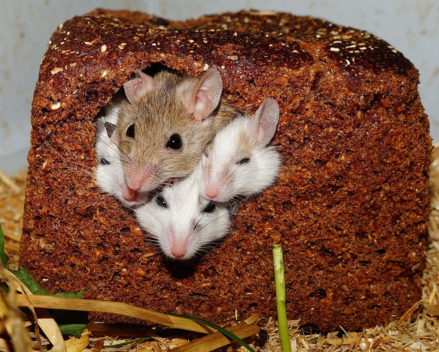 许多乳头老鼠 老鼠 啮齿动物 - 上的免费照片