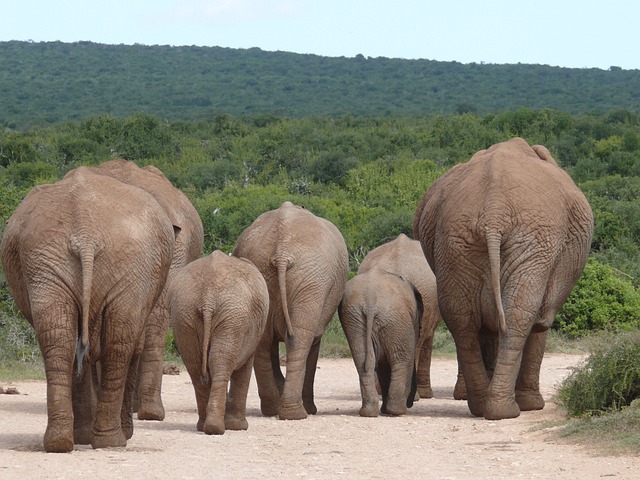 大象 大象群 放牧 - 上的免费照片