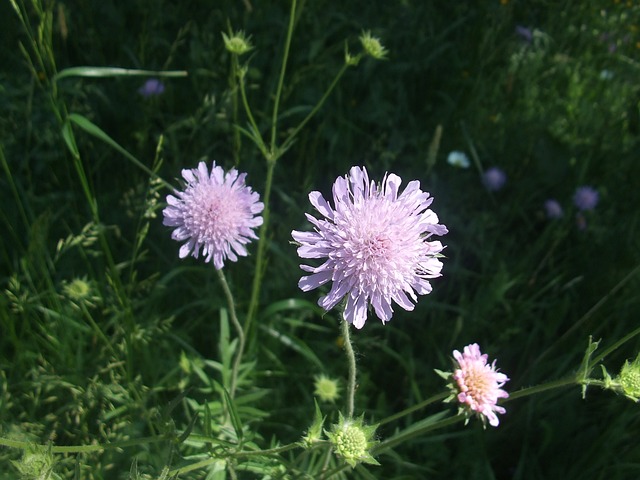 阿克维特文布鲁姆 花 田旋花 Knautia 草甸 - 上的免费照片