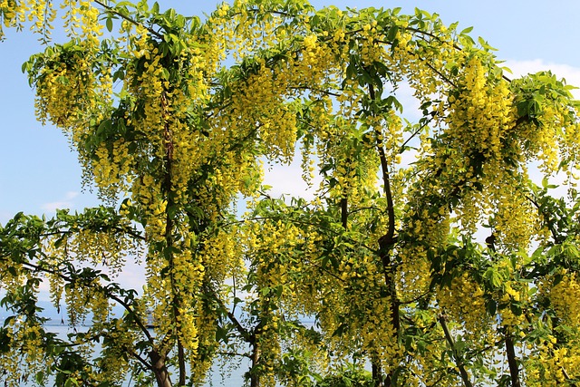 金链花 金的 黄色 - 上的免费照片