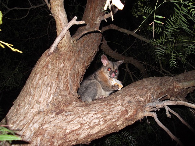 负鼠 刷尾负鼠 澳大利亚有袋动物 - 上的免费照片