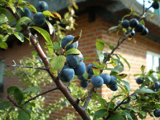黑刺李 野果 灌木 - 上的免费照片