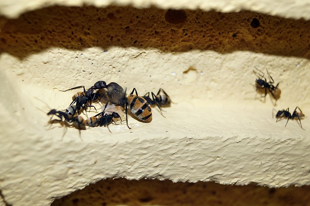 鳞蚁 蚂蚁 蚁后 - 上的免费照片