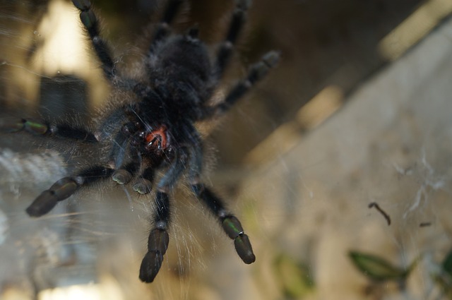 狼蛛 咀嚼工具 蜘蛛 - 上的免费照片