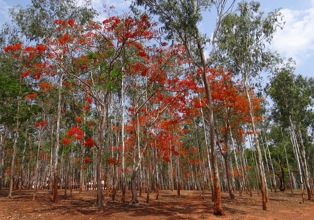 桉树 森林 盛开 - 上的免费照片