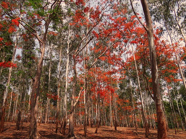 桉树 森林 盛开 - 上的免费照片