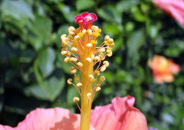 芙蓉 桃 花 - 上的免费照片