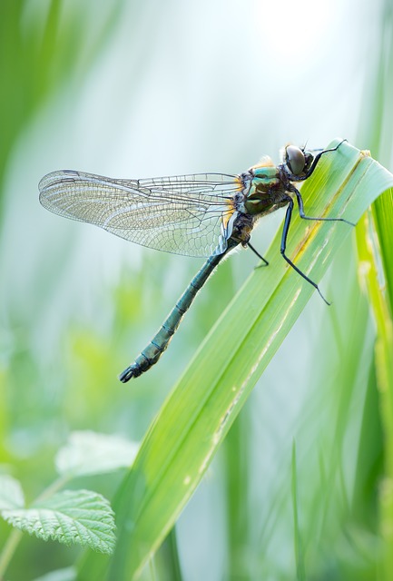 菖蒲 猎鹰蜻蜓 常见的翡翠蜻蜓 - 上的免费照片