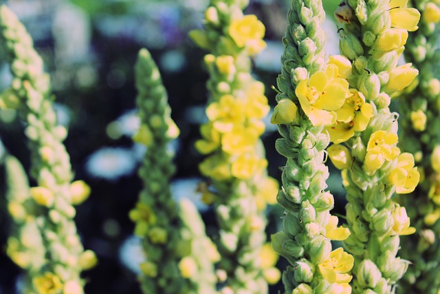 毛蕊花 Verbascum 自然 - 上的免费照片