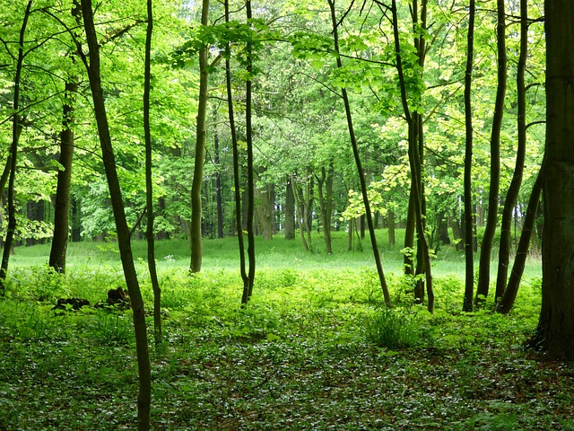 森林 视图 绿色 - 上的免费照片