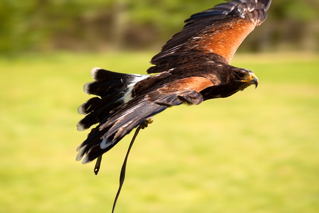 鹰 俄罗斯草原鹰 猛禽 - 上的免费照片