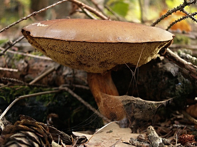 干香菇 老子实体 蘑菇 - 上的免费照片