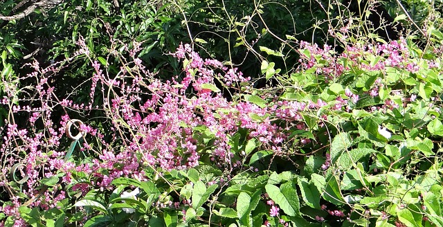 珊瑚藤 火奴鲁鲁爬山虎 花 - 上的免费照片