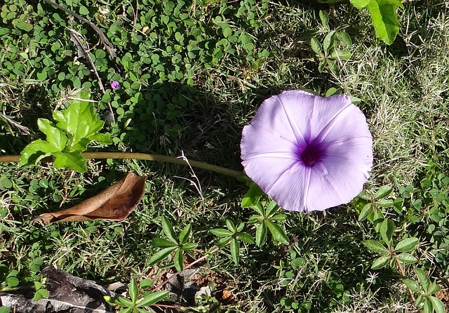 番薯 常春藤叶牵牛花 沿海牵牛花 - 上的免费照片