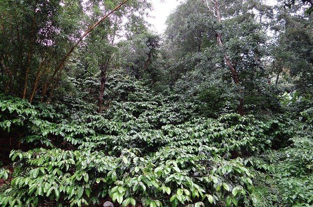 咖啡种植园 罗布斯塔咖啡 雨淋 - 上的免费照片