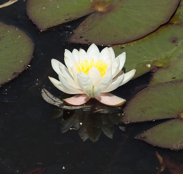 白睡莲 睡莲阿尔瓦 花 - 上的免费照片