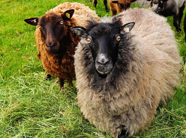羊 害群之马 羊毛 - 上的免费照片