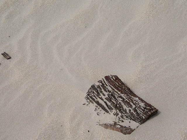漂木 砂纹 海滩 - 上的免费照片