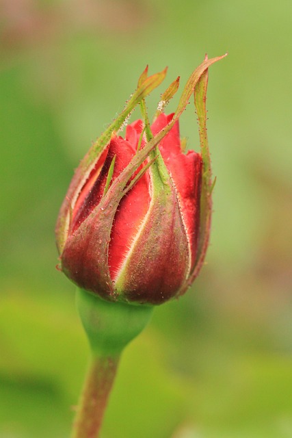 玫瑰 玫瑰花蕾 花 - 上的免费照片