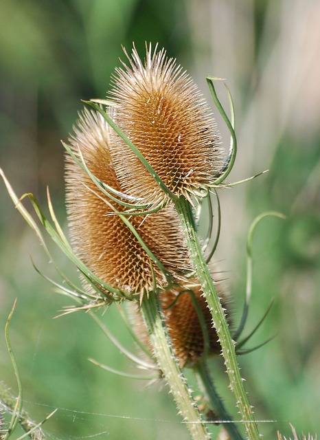 Teazle 续断 Teasel - 上的免费照片