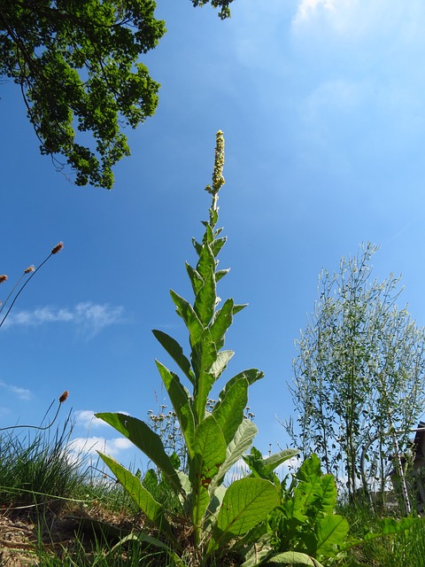 毛蕊花 大毛蕊花 Mullein - 上的免费照片