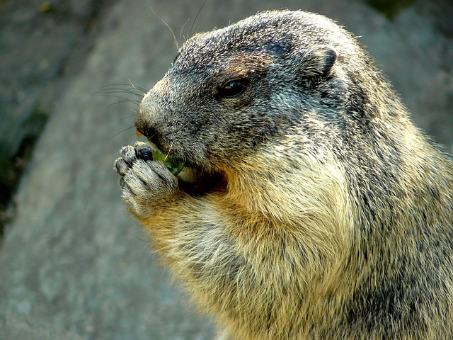 土拨鼠 高寒旱獭 动物 - 上的免费照片
