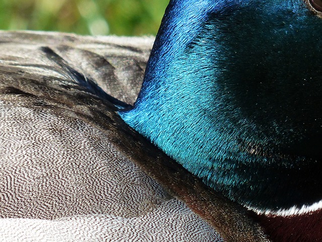 鸭脖 凫 羽毛 - 上的免费照片