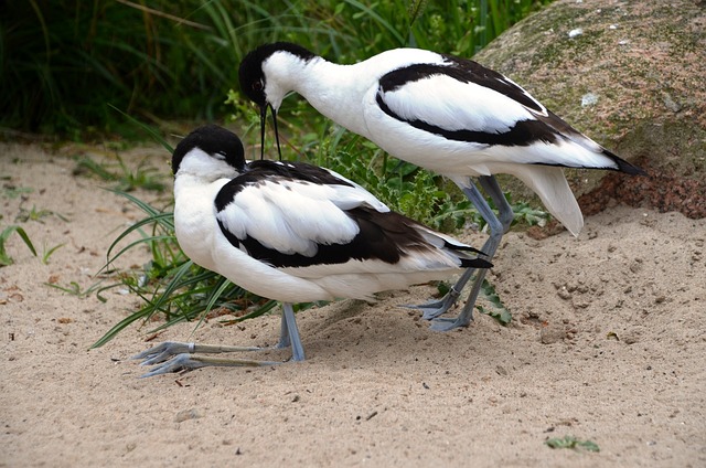 Avocets 鸟 水鸟 - 上的免费照片