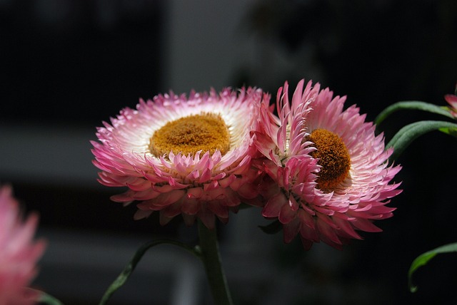 蜡菊 草花 花朵 - 上的免费照片