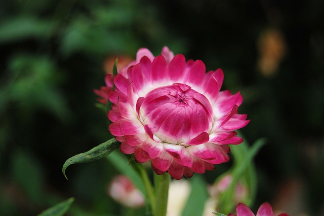 蜡菊 草花 花朵 - 上的免费照片