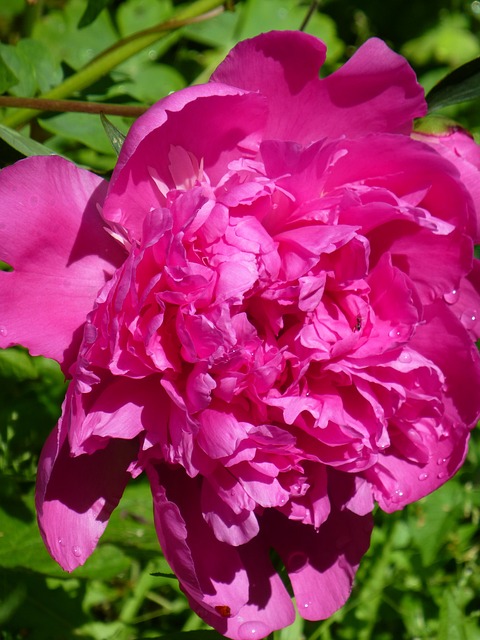 牡丹 玫瑰 粉色的 - 上的免费照片