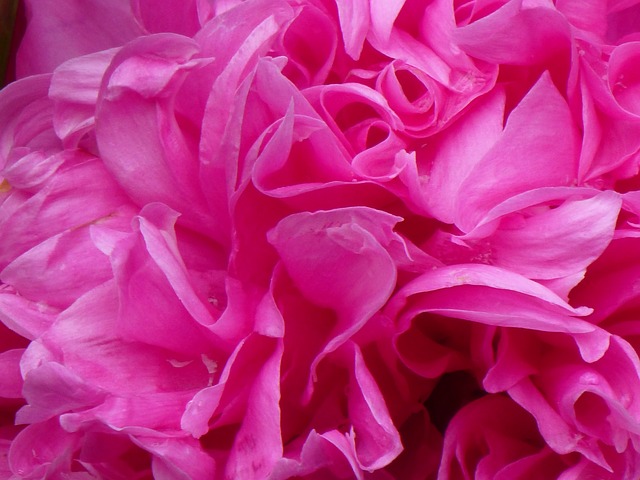 牡丹 玫瑰 粉色的 - 上的免费照片