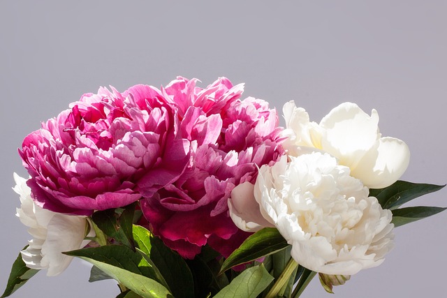 五旬节 一束花朵 牡丹 - 上的免费照片