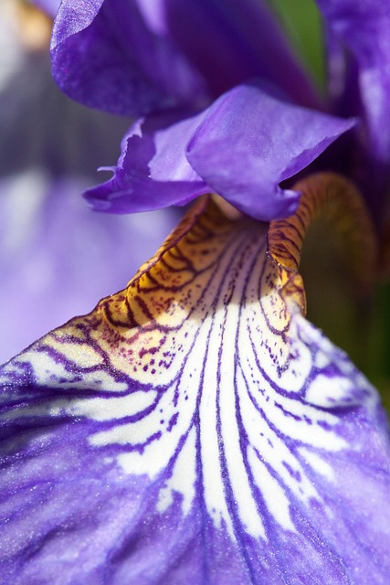 剑百合 黄菖蒲 紫剑百合 - 上的免费照片