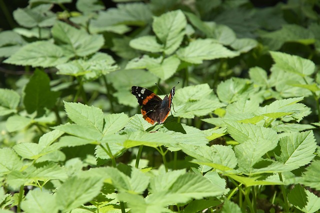 狐尾 蝴蝶 昆虫 - 上的免费照片