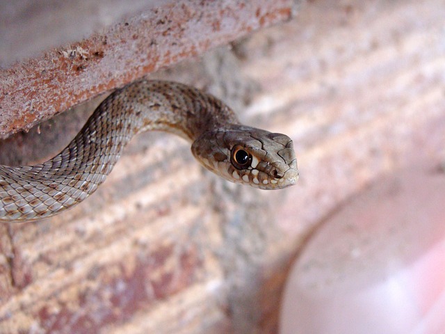 蛇毒 Malpolon Monspessulanus 混蛋蛇 - 上的免费照片