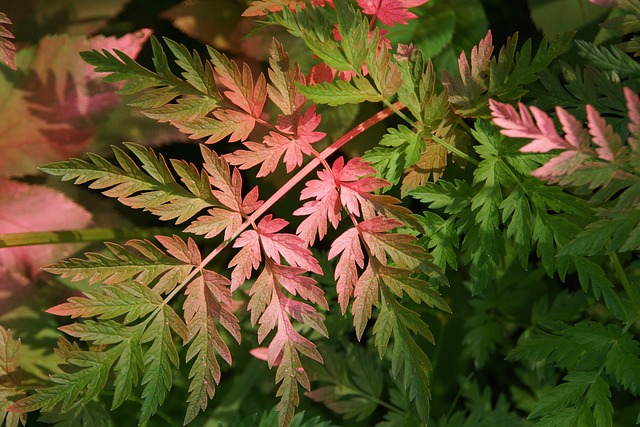 蕨类 植物 被宠坏了 - 上的免费照片