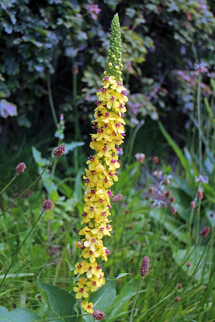 毛蕊花 黑色 Mullein Verbascum 胡椒 - 上的免费照片